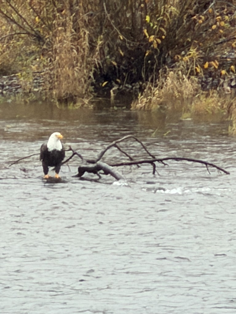 Bald eagle perched on branch in the Lewis River at Lewis River Estate and Gardens Woodland Washington salmon fishing