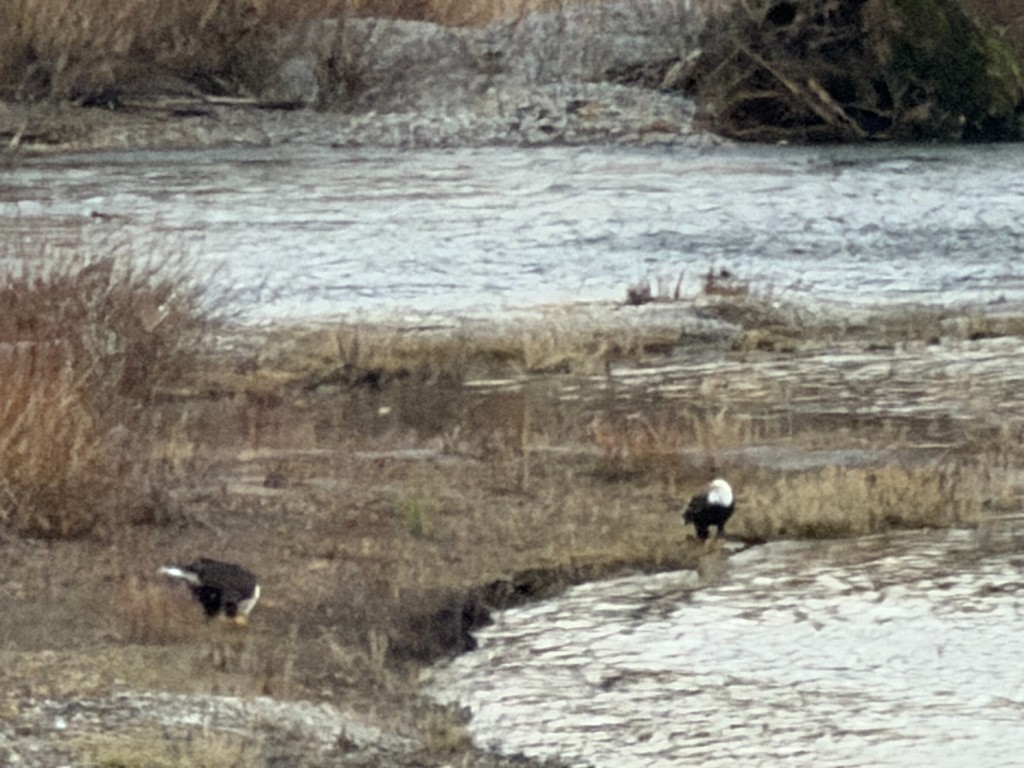Two bald eagles fishing on Lewis River bank at Lewis River Estate and Gardens property near Portland Oregon wildlife viewing