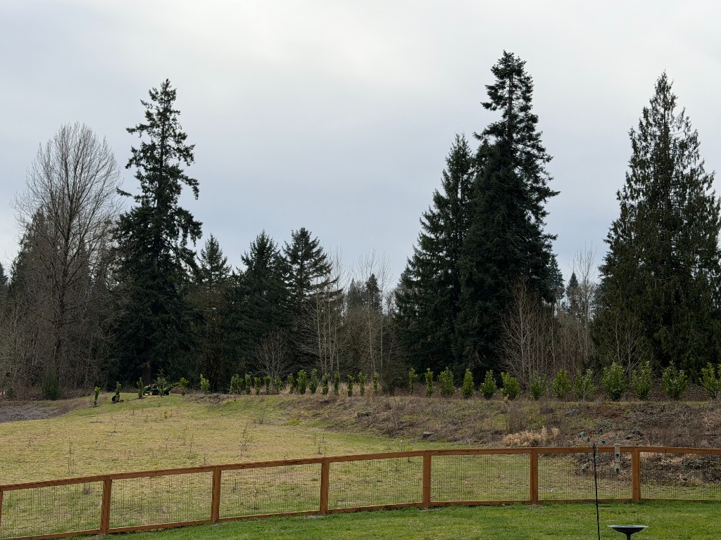 Lewis River Estate and Gardens grounds with green lawn fenced gardens and towering Pacific Northwest evergreen trees in Woodland Washington