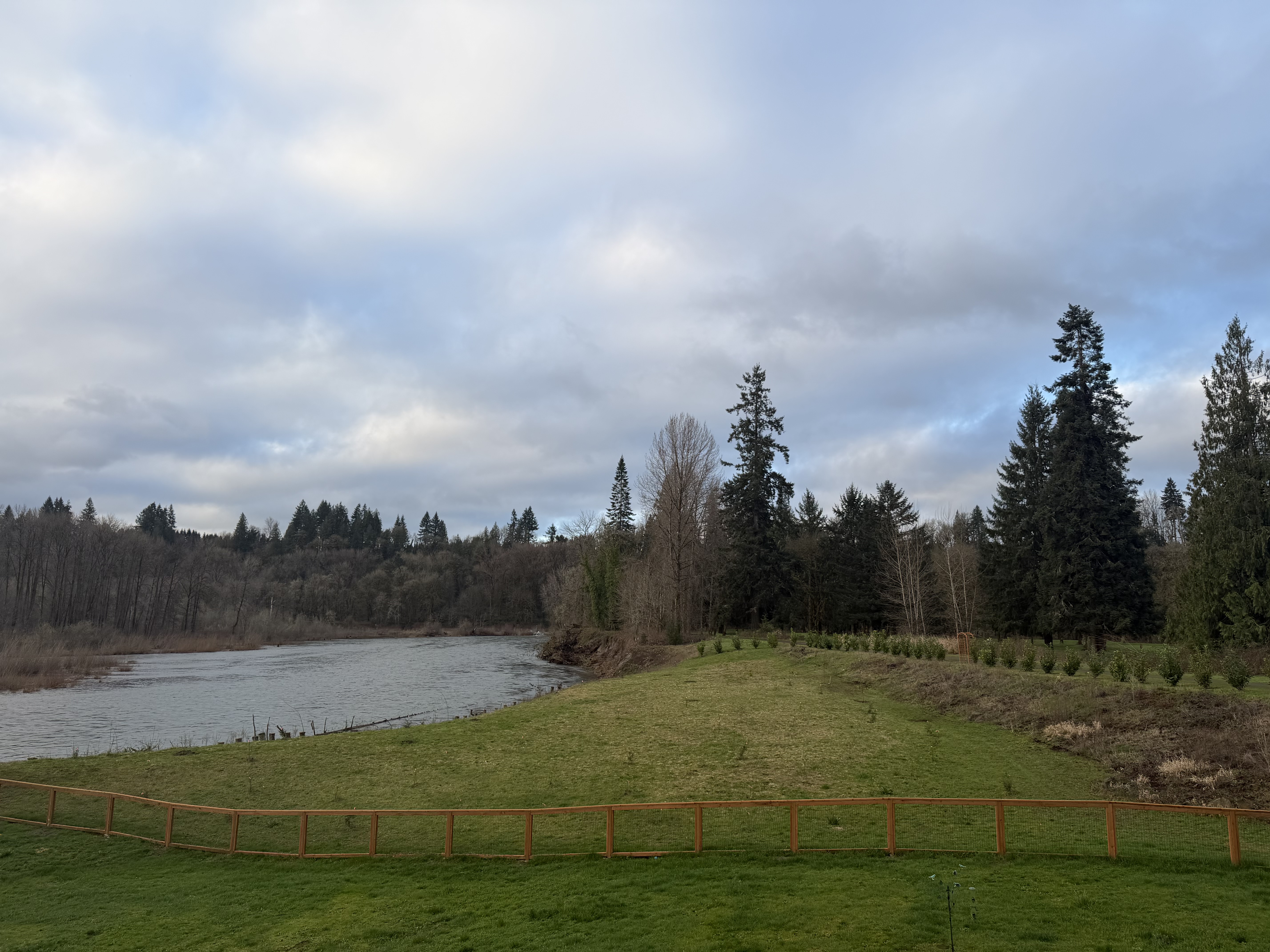 View of the Lewis River from the estate, with a row of newly planted hedge trees along the right boundary and the river beyond