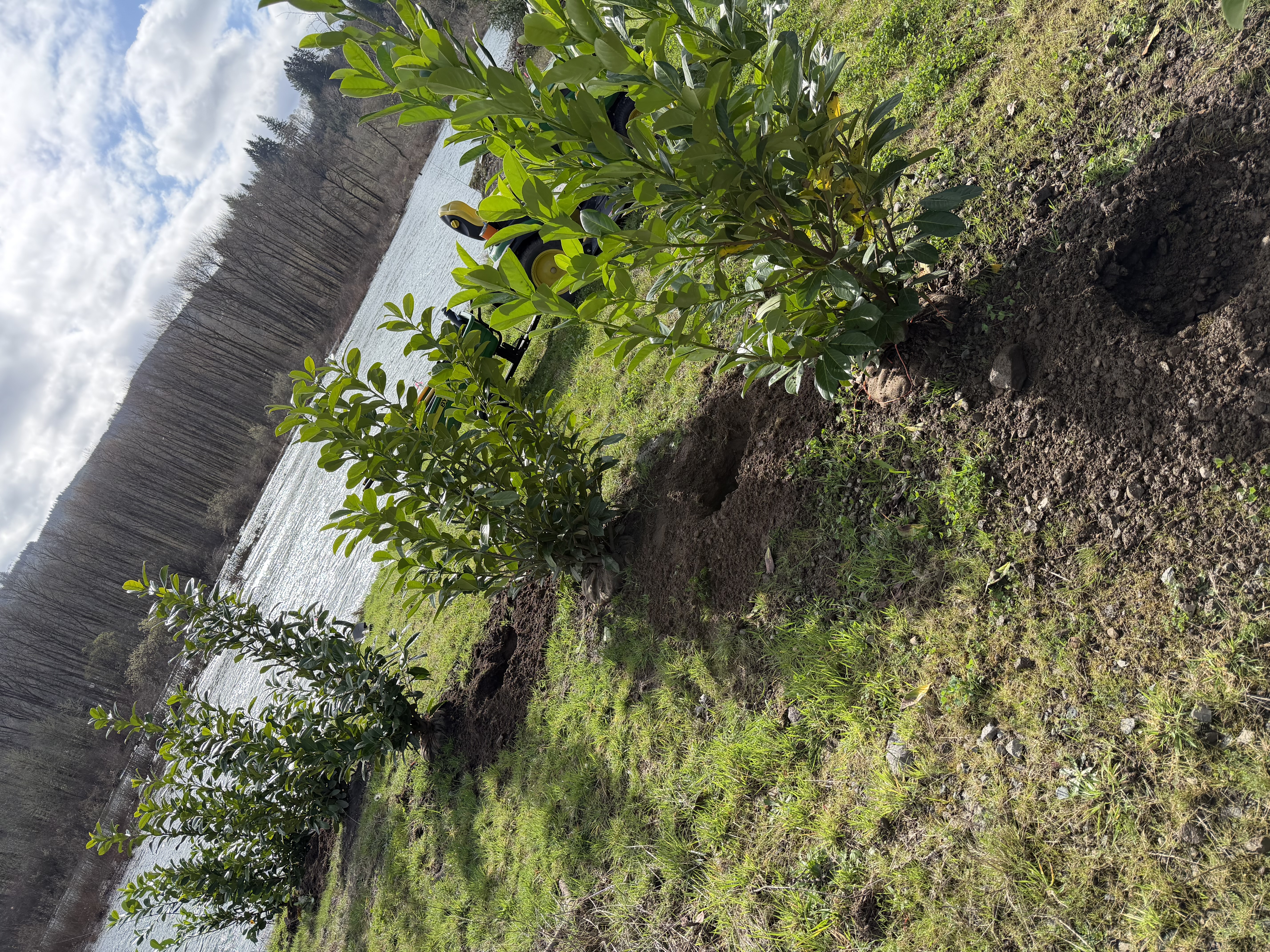 Freshly planted trees along the Lewis River bank, with dark planting soil visible and the river in the background
