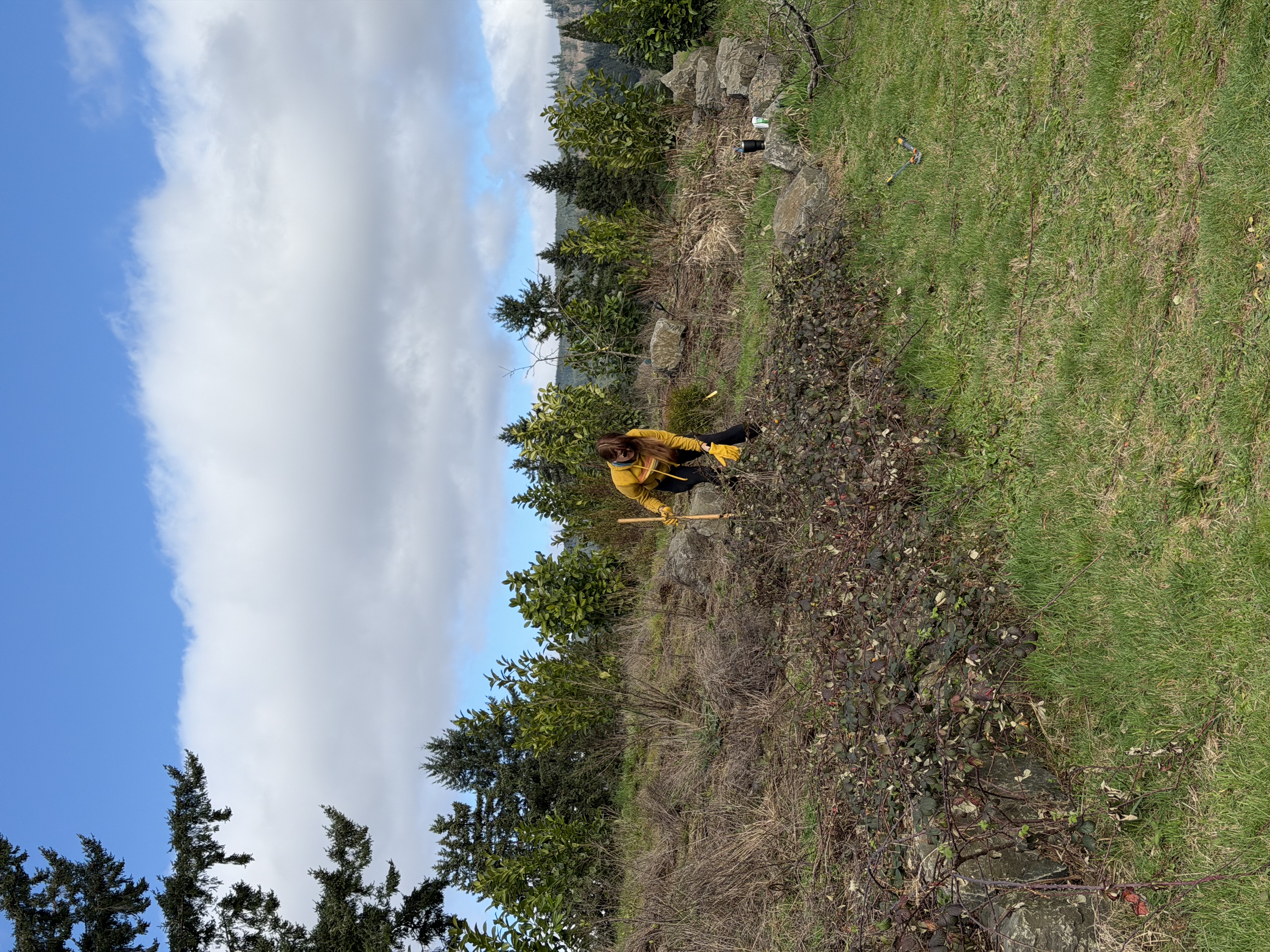 Estate crew member planting among evergreen trees, with freshly turned planting soil and the grounds taking shape