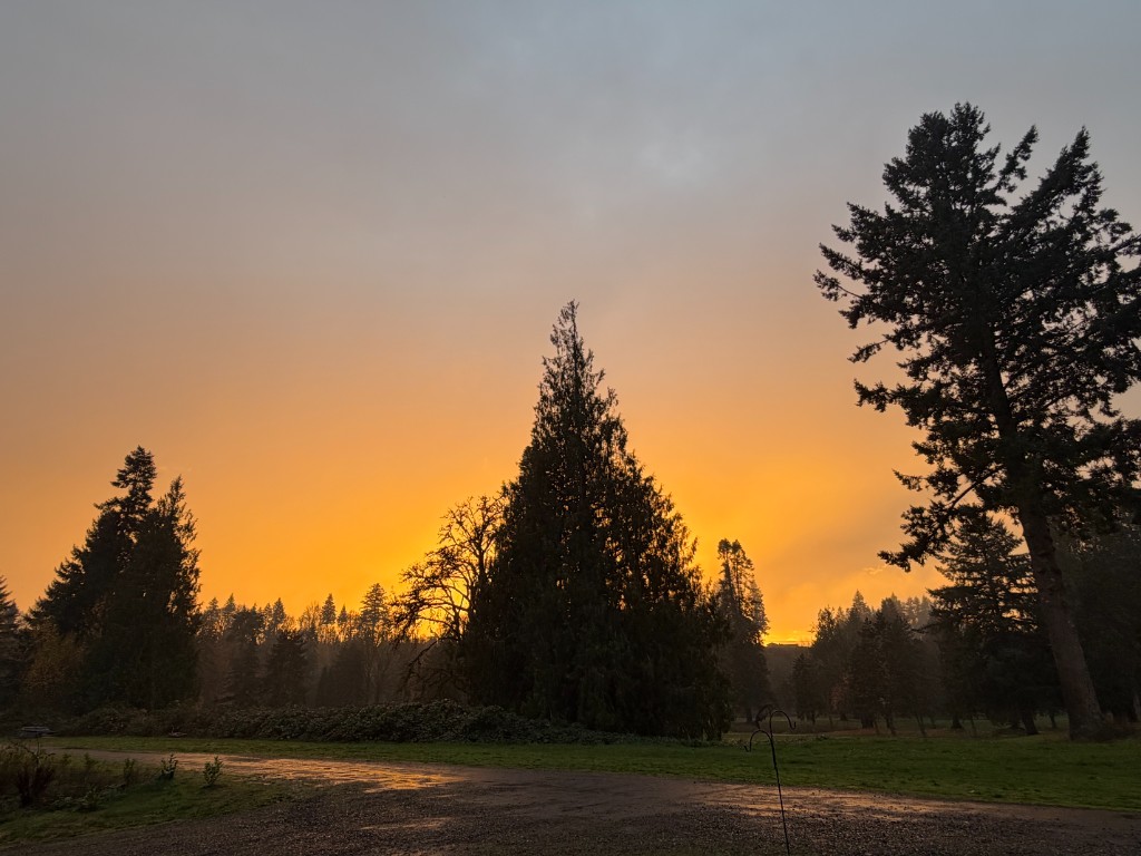 Golden sunset through Pacific Northwest evergreen trees over Lewis River Estate and Gardens grounds and driveway in Woodland Washington
